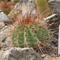 Melocactus longispinus (2955 відвідувань) Melocactus longispinus