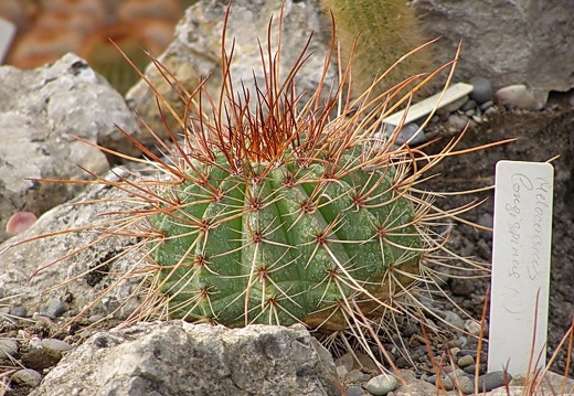 Melocactus longispinus (2953 відвідувань) Melocactus longispinus