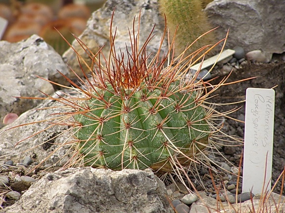 Melocactus longispinus (2954 відвідувань) Melocactus longispinus