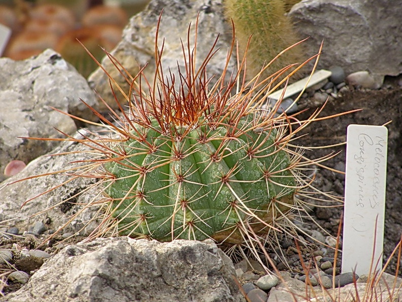 Melocactus longispinus (2953 відвідувань) Melocactus longispinus