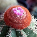 Melocactus matanzanus (2149 відвідувань) Melocactus matanzanus