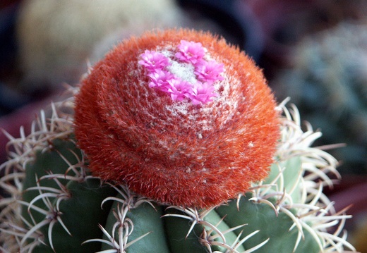 Melocactus matanzanus (2149 відвідувань) Melocactus matanzanus