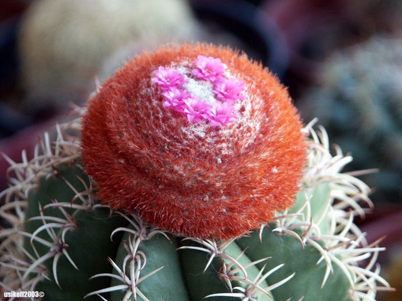 Melocactus matanzanus (2149 відвідувань) Melocactus matanzanus