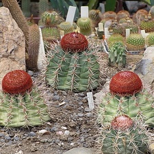 Melocactus neri (2663 відвідувань) Melocactus neri