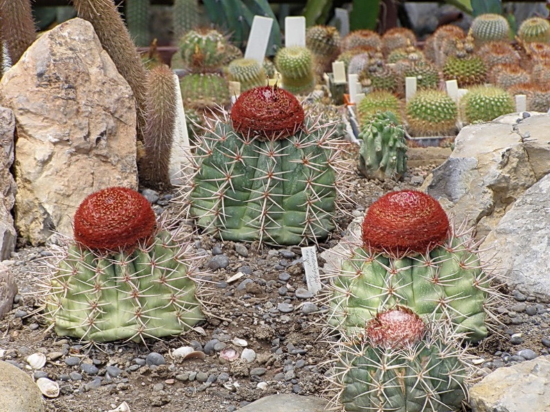 Melocactus neri (2662 відвідувань) Melocactus neri