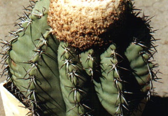 Melocactus glaucescens (3423 відвідувань) Фото и растение Арлена Александровича Буренкова (Киев... Melocactus glaucescens