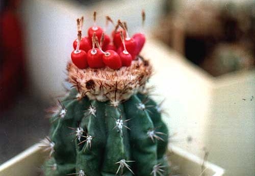 Melocactus guaricensis (3172 відвідувань) Фото Юрия Пикуля (Киев). Растение агрофирмы "Квіти У�... Melocactus guaricensis