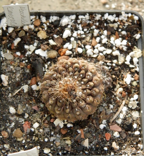 Neochilenia_esmeraldana.JPG