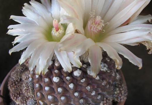 Neochilenia esmeraldana 001 (2110 відвідувань) Neochilenia esmeraldana 001