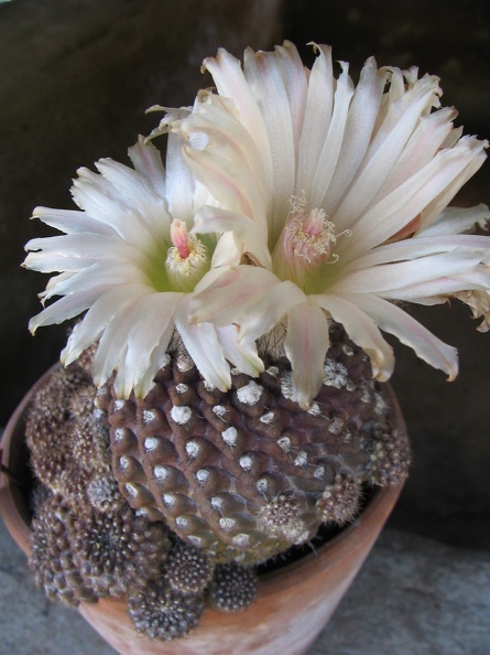 Neochilenia_esmeraldana_001.jpg
