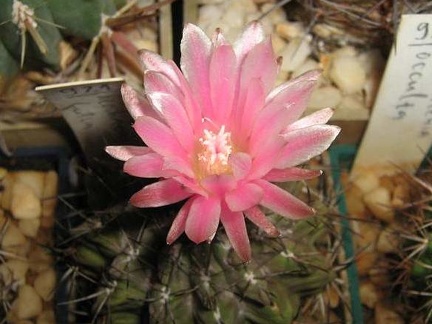 Neochilenia fusca Galin FG (2234 відвідувань) Neochilenia fusca Galin FG