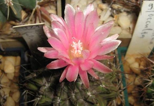 Neochilenia fusca Galin FG (2232 відвідувань) Neochilenia fusca Galin FG