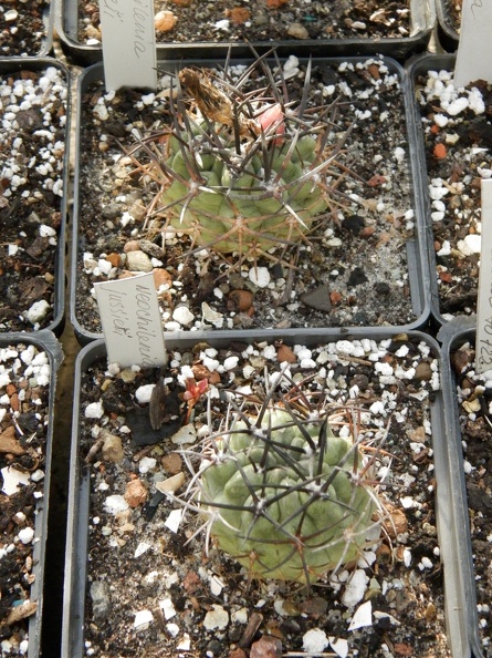 Neochilenia_jussieri.JPG