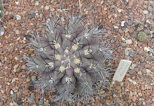 Neochilenia jussieui (3484 відвідувань) Neochilenia jussieui