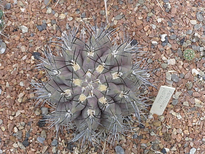 Neochilenia jussieui (3484 відвідувань) Neochilenia jussieui
