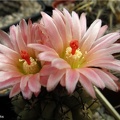 Neochilenia mitis (2247 відвідувань) Neochilenia mitis