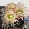 Neochilenia paucicostata NavajoFG (2194 відвідувань) Neochilenia paucicostata NavajoFG