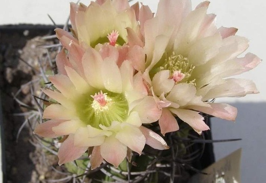 Neochilenia paucicostata NavajoFG (2193 відвідувань) Neochilenia paucicostata NavajoFG