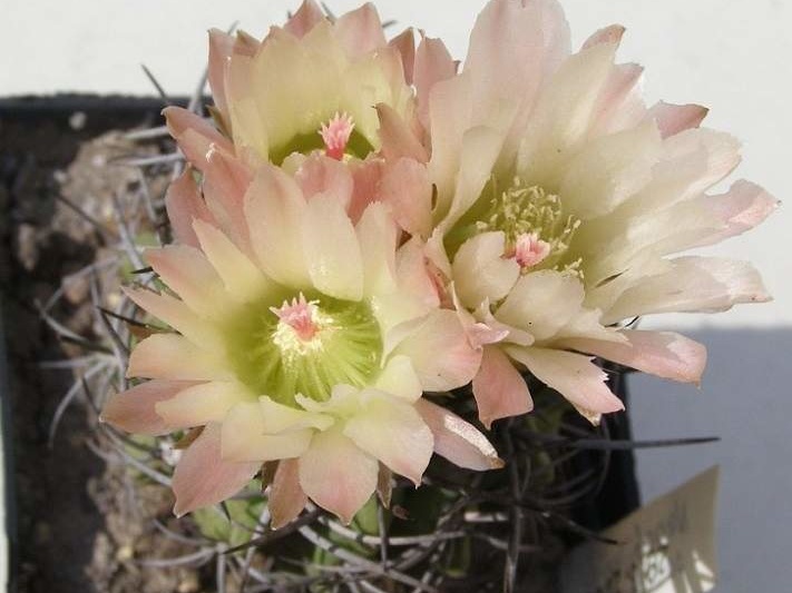 Neochilenia paucicostata NavajoFG (2193 відвідувань) Neochilenia paucicostata NavajoFG
