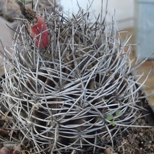 Neochilenia sp  Burzak FG