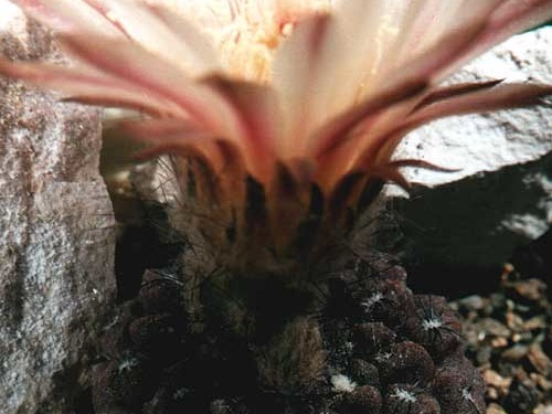 Neochilenia esmeraldana (3389 відвідувань) Фото и растение Юрия Пикуля (Киев)
Neochilenia esmeraldana