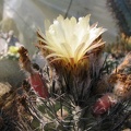 neoch_paucicostata.jpg