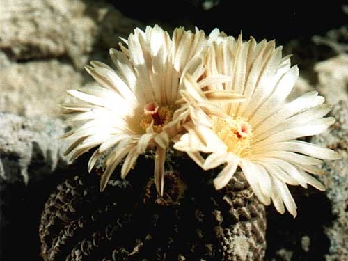 Neochilenia residua (3389 відвідувань) Фото и растение Арлена Александровича Буренкова (Киев... Neochilenia residua