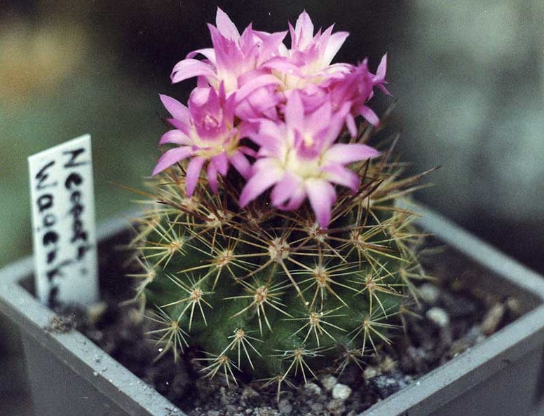Neoporteria-wagenknechtii.jpg