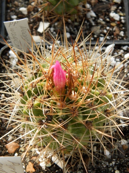 Neoporteria_wagenknechtii-01.JPG