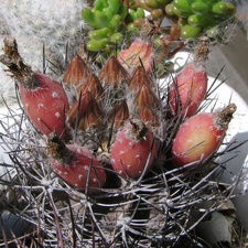 Neoporteria curvispina v. carrizalensis (3789 відвідувань) Фото и растение Владимира Фоменко (Запорожье)
Neoporteria curvispina v. carrizalensis