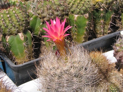 Neoporteria senilis (4050 відвідувань) Фото и растение Владимира Фоменко (Запорожье)
Neoporteria senilis