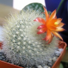 Notocactus Brasilicactus haselbergii (2178 відвідувань) Notocactus Brasilicactus haselbergii