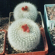 Notocactus haselbergii (1991 відвідувань) Notocactus haselbergii