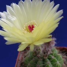 Notocactus ottonis Lira (2390 відвідувань) Notocactus ottonis Lira