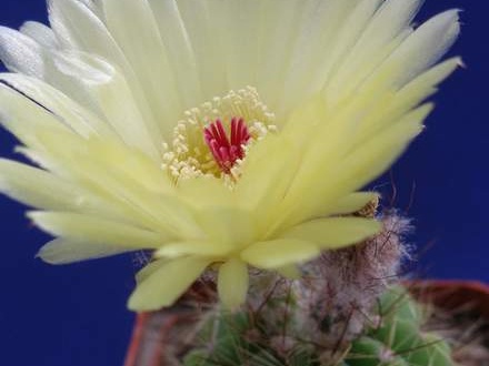 Notocactus ottonis Lira (2390 відвідувань) Notocactus ottonis Lira
