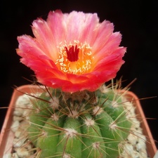 Notocactus ottonis v vencluianus (2286 відвідувань) Notocactus ottonis v vencluianus