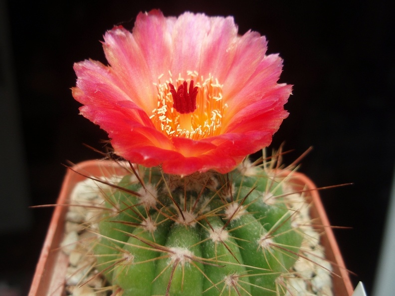 Notocactus ottonis v vencluianus (2285 відвідувань) Notocactus ottonis v vencluianus