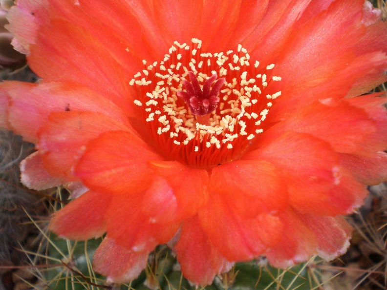 Notocactus ottonis v vencuianus Kovtun88 (2207 відвідувань) Notocactus ottonis v vencuianus Kovtun88