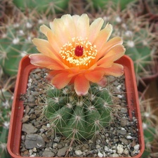 Notocactus ottonis var janousekianus (2642 відвідувань) Notocactus ottonis var janousekianus