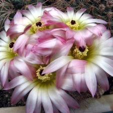 Notocactus rutilans Fom FG (2211 відвідувань) Notocactus rutilans Fom FG