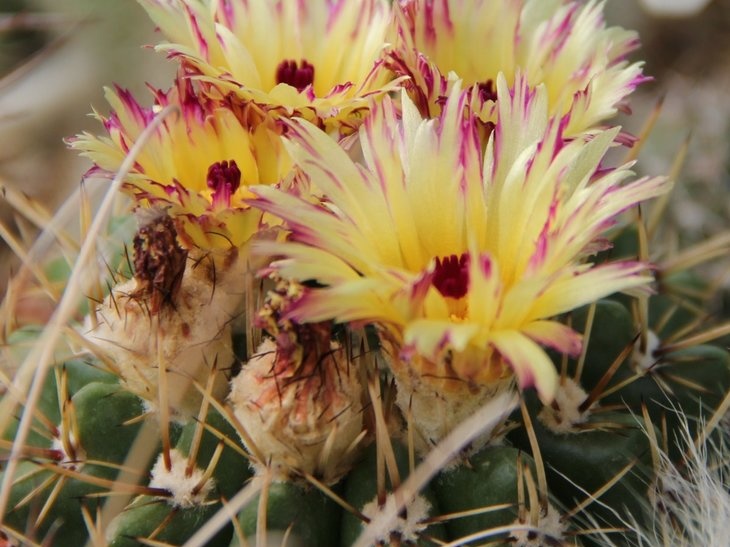 Notocactus submammulosus (2281 відвідувань) Notocactus submammulosus