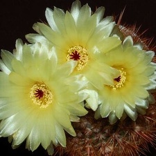 Ph Notocactus schlosseri VitNat (2188 відвідувань) Ph Notocactus schlosseri VitNat
