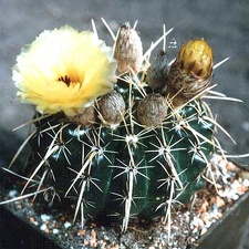 Notocactus submammulosus (2842 відвідувань) Фото и растение Татьяны Кецко (Киев)
Notocactus submammulosus