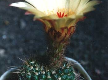 notocactus apricus2 (2373 відвідувань) notocactus apricus2