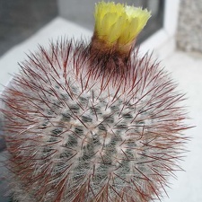 notocactus scopa Ann FG (2518 відвідувань) notocactus scopa Ann FG