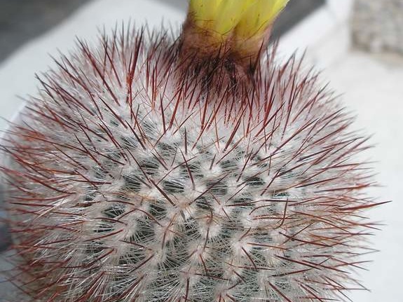 notocactus scopa Ann FG (2518 відвідувань) notocactus scopa Ann FG