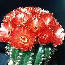 Notocactus ottonis v. venclusianus (2764 відвідувань) Фото и растение Александра и Сергея Червинко (Винница) Notocactus ottonis v. venclusianus