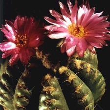 Notocactus uebelmannianus (3213 відвідувань) Фото и растение Арлена Александровича Буренкова (Киев... Notocactus uebelmannianus