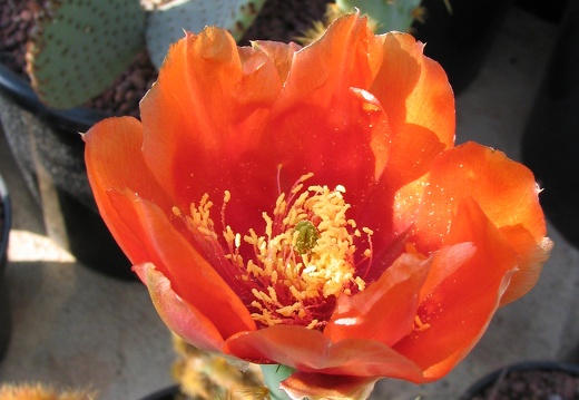 Opuntia cantabrigiensis (2659 відвідувань) Opuntia cantabrigiensis