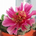 Opuntia fragilis cv Freiberg Krav FG (1878 відвідувань) Opuntia fragilis cv Freiberg Krav FG